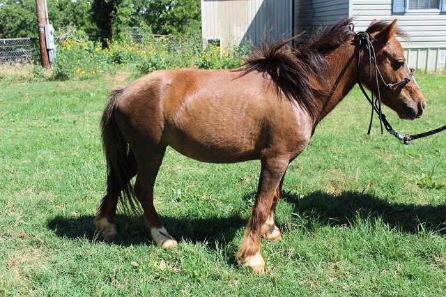 Pocket Pony